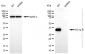 KD-Validated Anti-GC1q R Rabbit Monoclonal Antibody